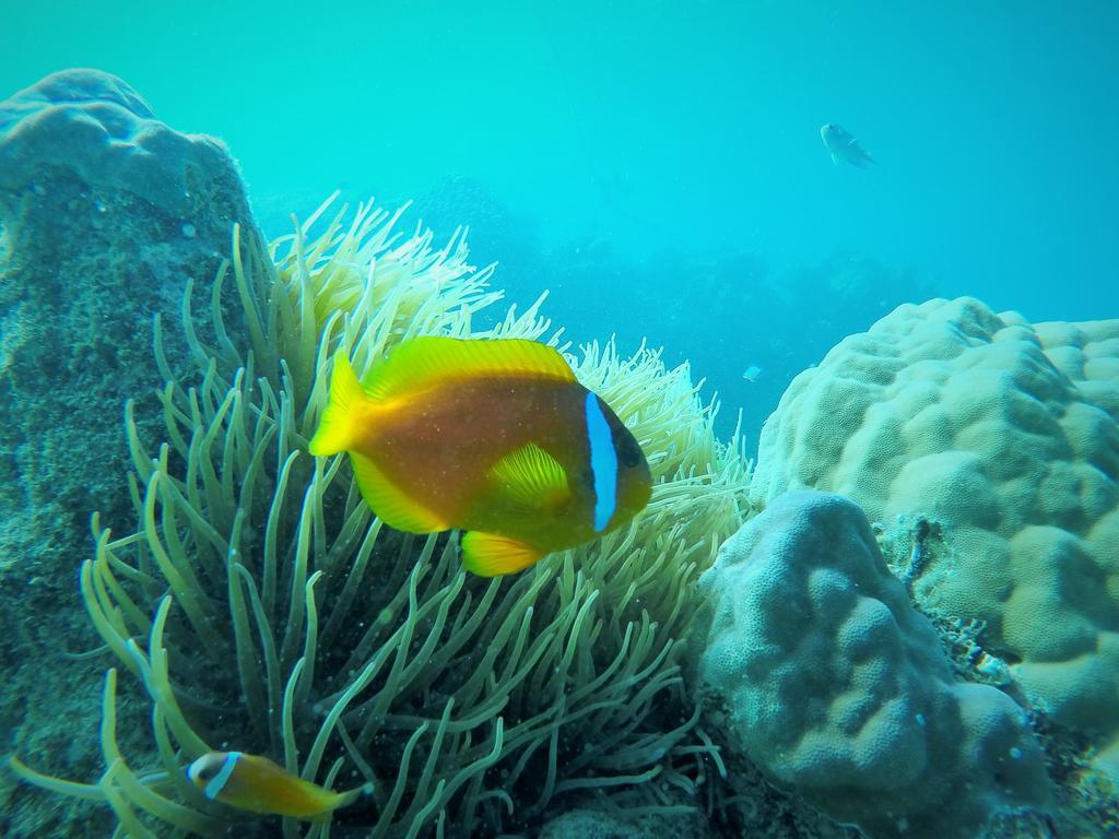Naqalia Lodge Wayasewa Island Luaran gambar